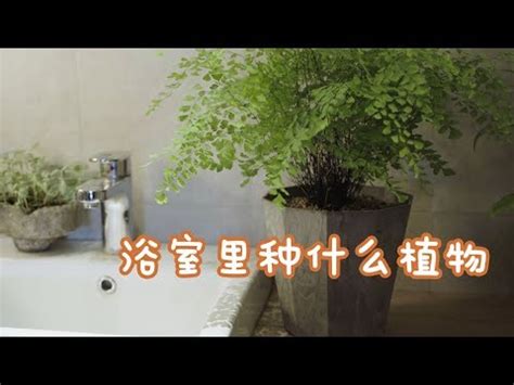 波士頓蕨浴室|打造夢幻空間：波士頓蕨浴室的完美搭配 – 植物盆栽綠寶典